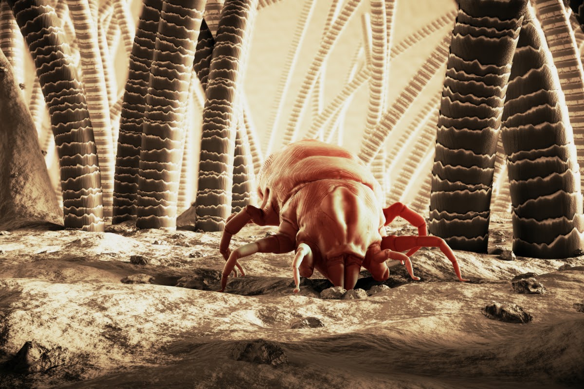 https://frsystems.ca/wp-content/uploads/frsystems-dust-mite-2.jpg